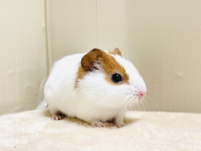 イングリッシュモルモット