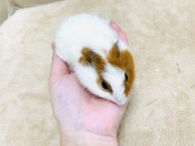 イングリッシュモルモット