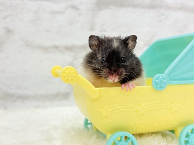 ゴールデンハムスター