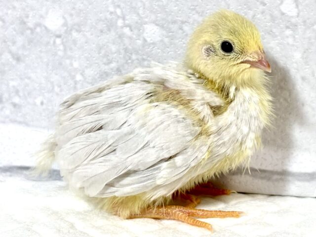 ユウギリインコ（夕霧インコ）