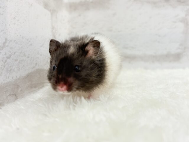 ゴールデンハムスター