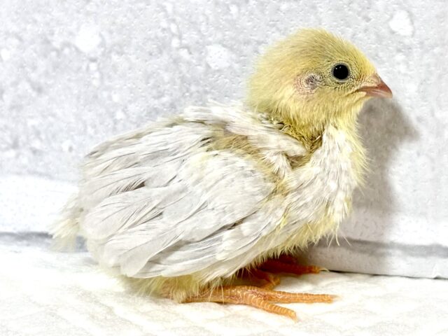 ユウギリインコ（夕霧インコ）