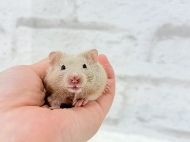 ゴールデンハムスター