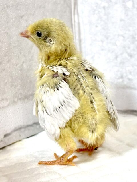 ユウギリインコ（夕霧インコ）