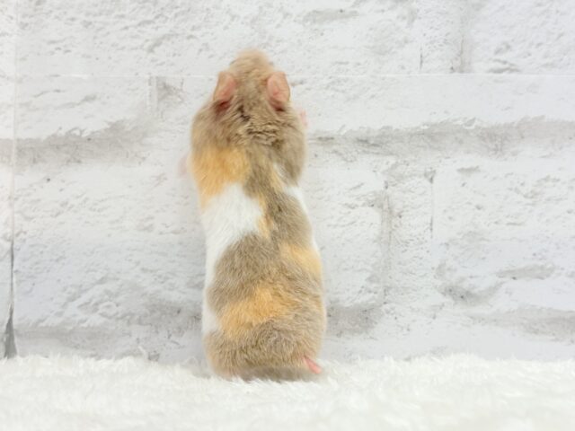 ゴールデンハムスター