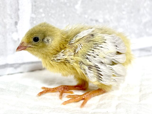 ユウギリインコ（夕霧インコ）