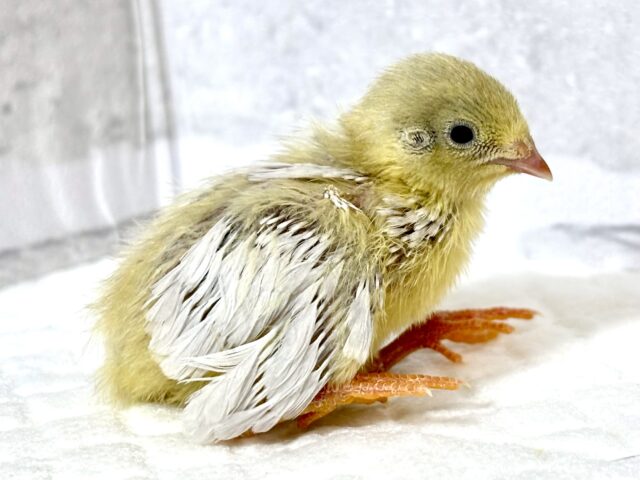 ユウギリインコ（夕霧インコ）