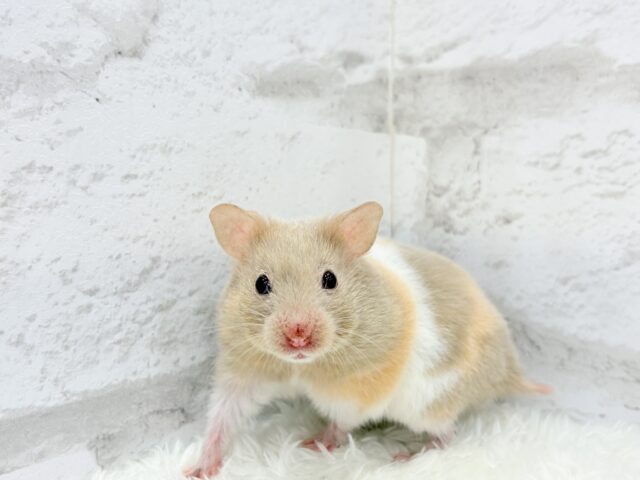 ゴールデンハムスター