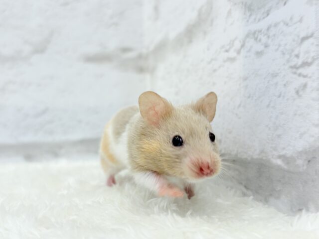 ゴールデンハムスター