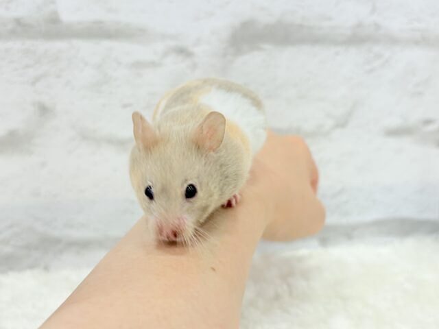 ゴールデンハムスター