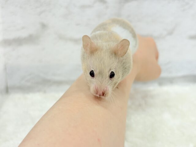 ゴールデンハムスター