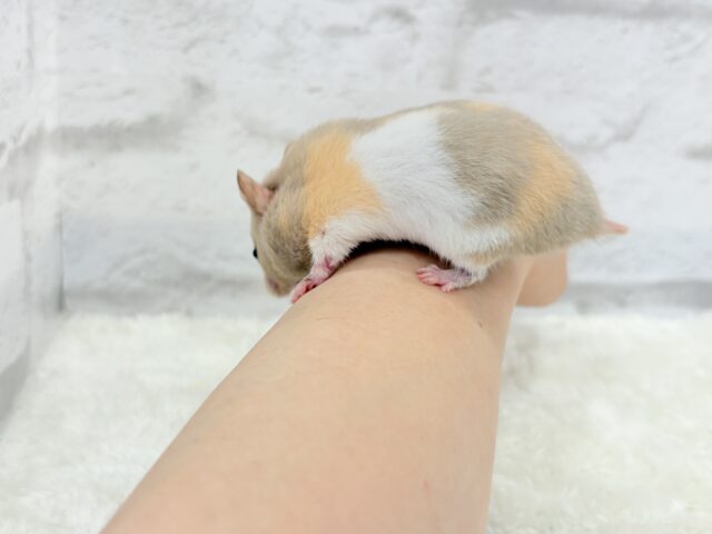 ゴールデンハムスター