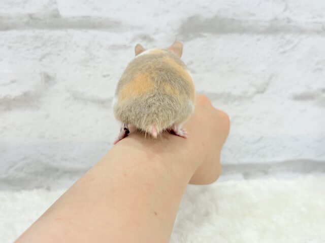 ゴールデンハムスター