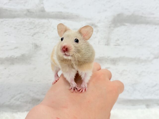 ゴールデンハムスター