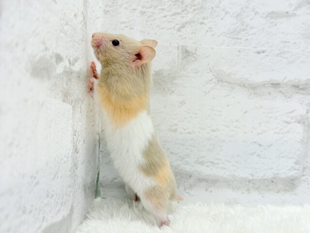 ゴールデンハムスター