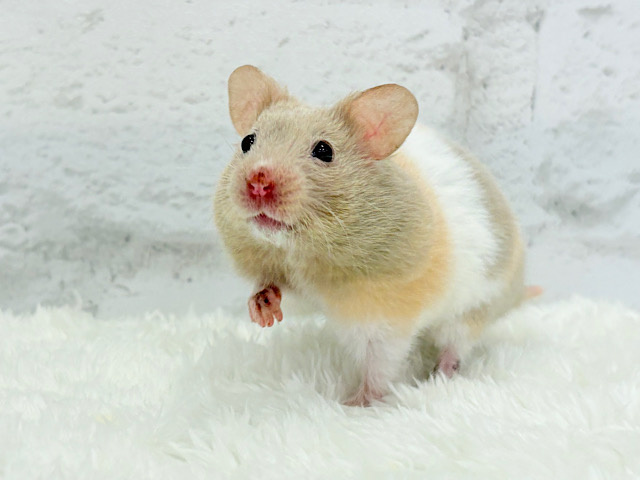 土遊びだいすき！！トリコロールハムスター(女の子)