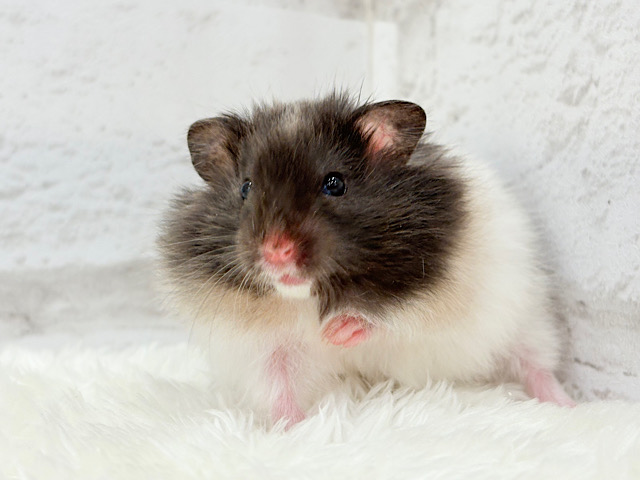 お昼寝だいすき♡もふふわ天使♡トリコロールハムスター(女の子)