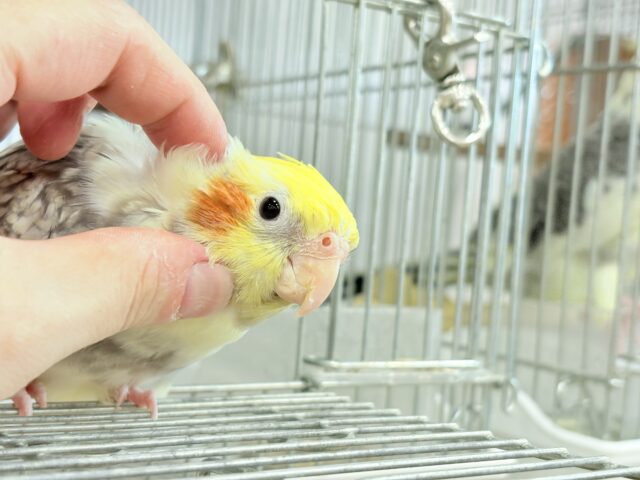 オカメインコ