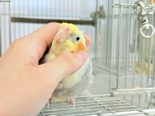 オカメインコ