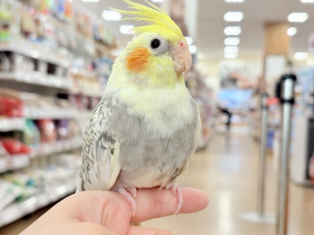 オカメインコ