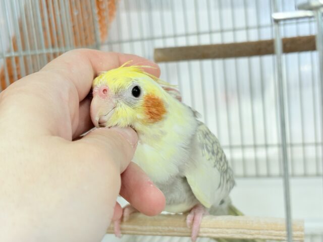 オカメインコ