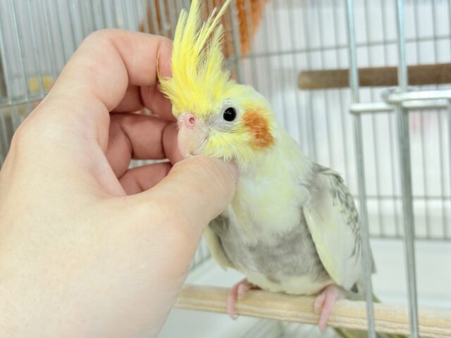 オカメインコ