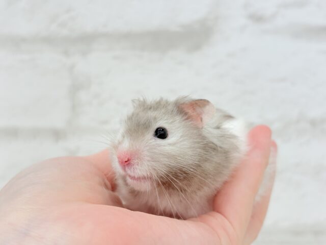 ゴールデンハムスター