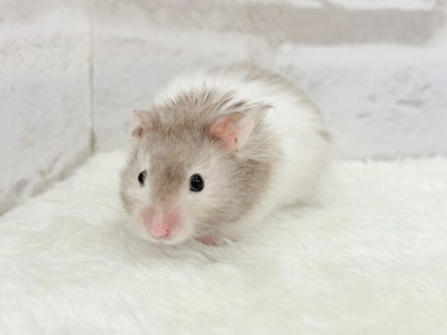 ゴールデンハムスター