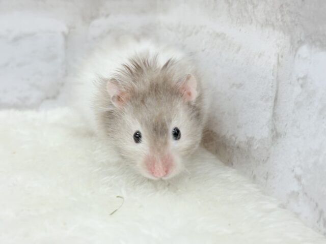 ゴールデンハムスター