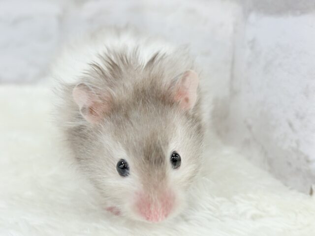 ゴールデンハムスター