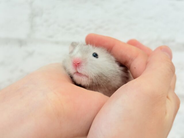 ゴールデンハムスター