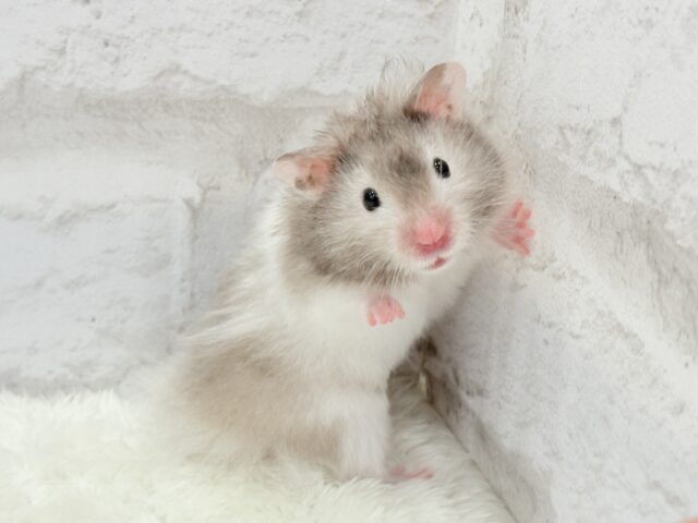 ゴールデンハムスター