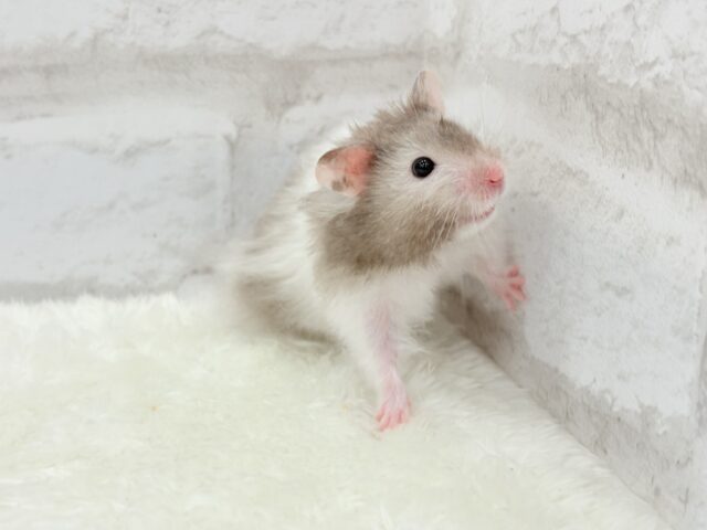 ゴールデンハムスター