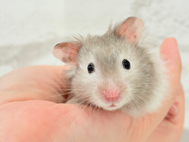 なでなで出来ちゃう！？💖おっとりBOY🐹🧩セーブルハムスター(男の子)