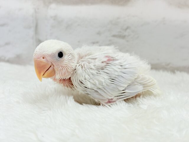 コザクラインコ（小桜インコ）