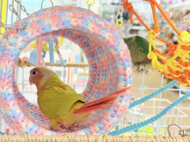 ホオミドリウロコインコ