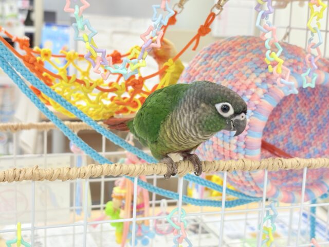 ホオミドリウロコインコ