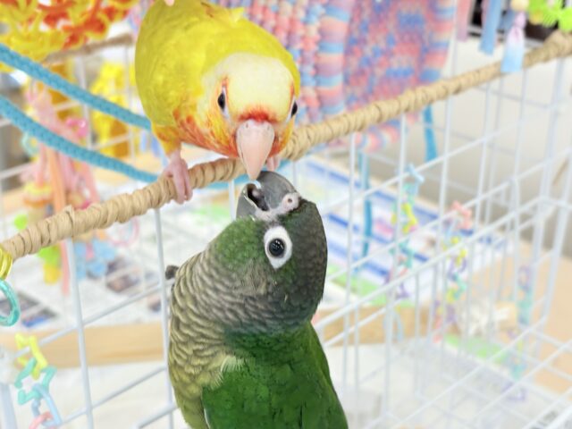 ホオミドリウロコインコ