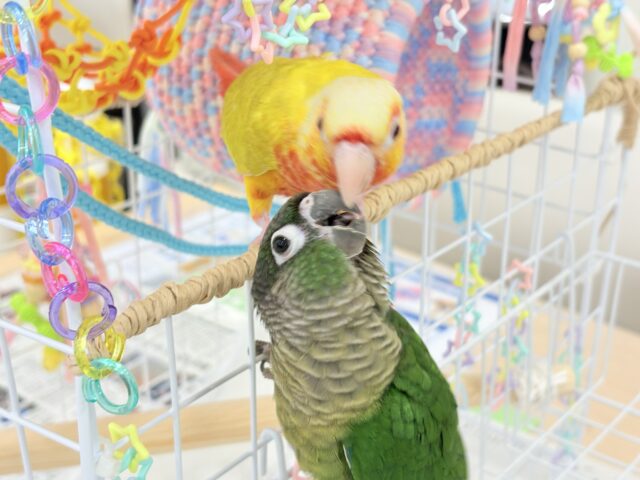 ホオミドリウロコインコ