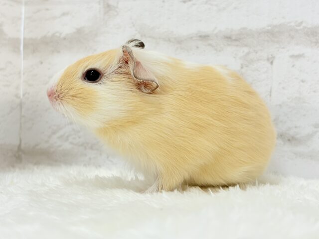 イングリッシュモルモット