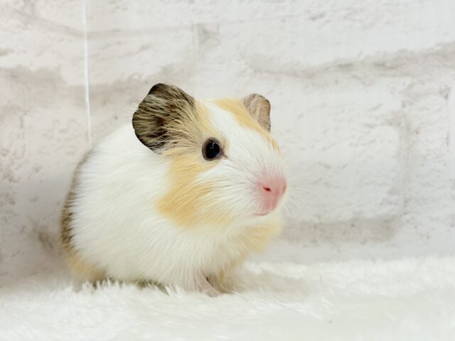 イングリッシュモルモット