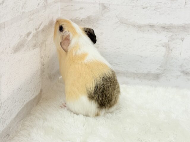 イングリッシュモルモット
