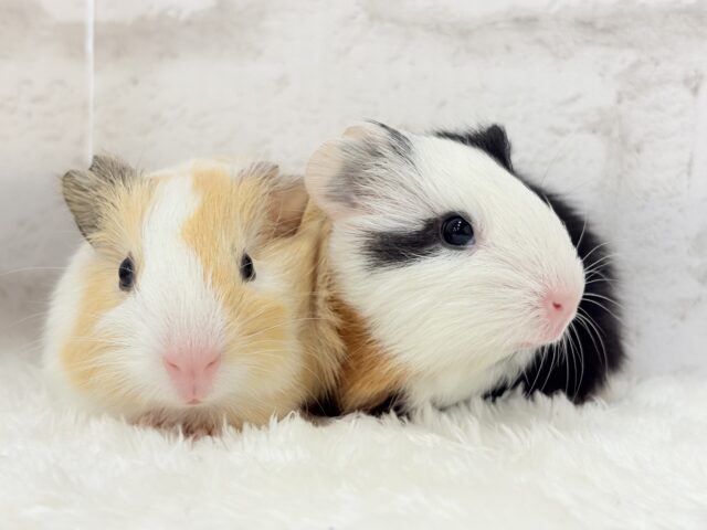 イングリッシュモルモット