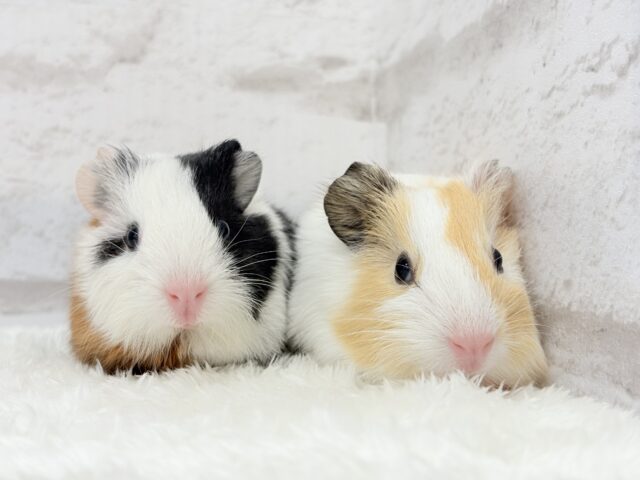 イングリッシュモルモット