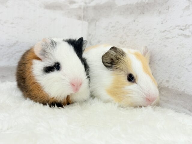 イングリッシュモルモット