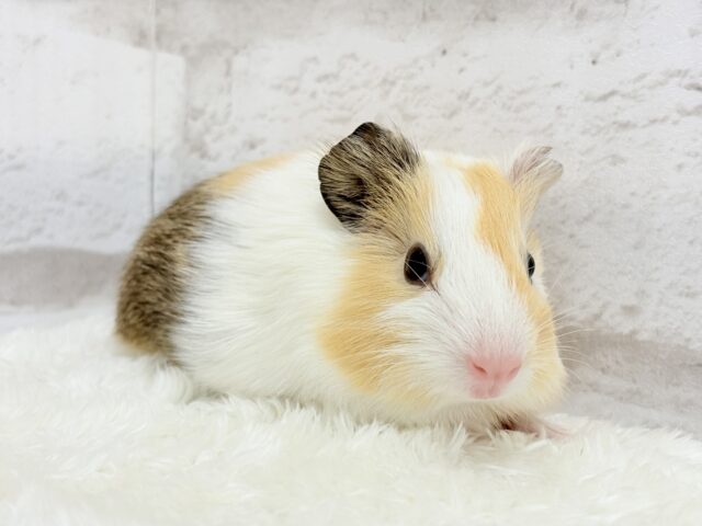 イングリッシュモルモット