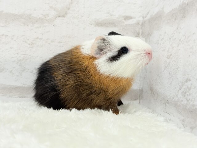 イングリッシュモルモット