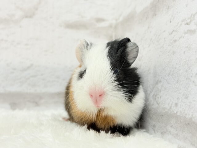 イングリッシュモルモット