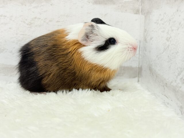 イングリッシュモルモット