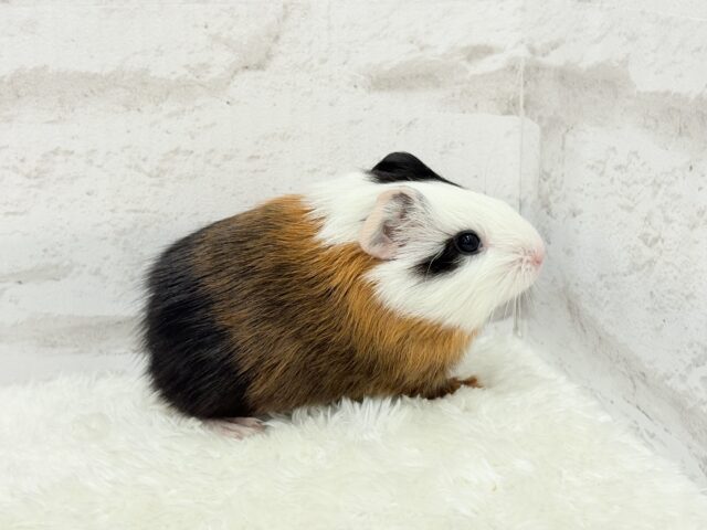 イングリッシュモルモット